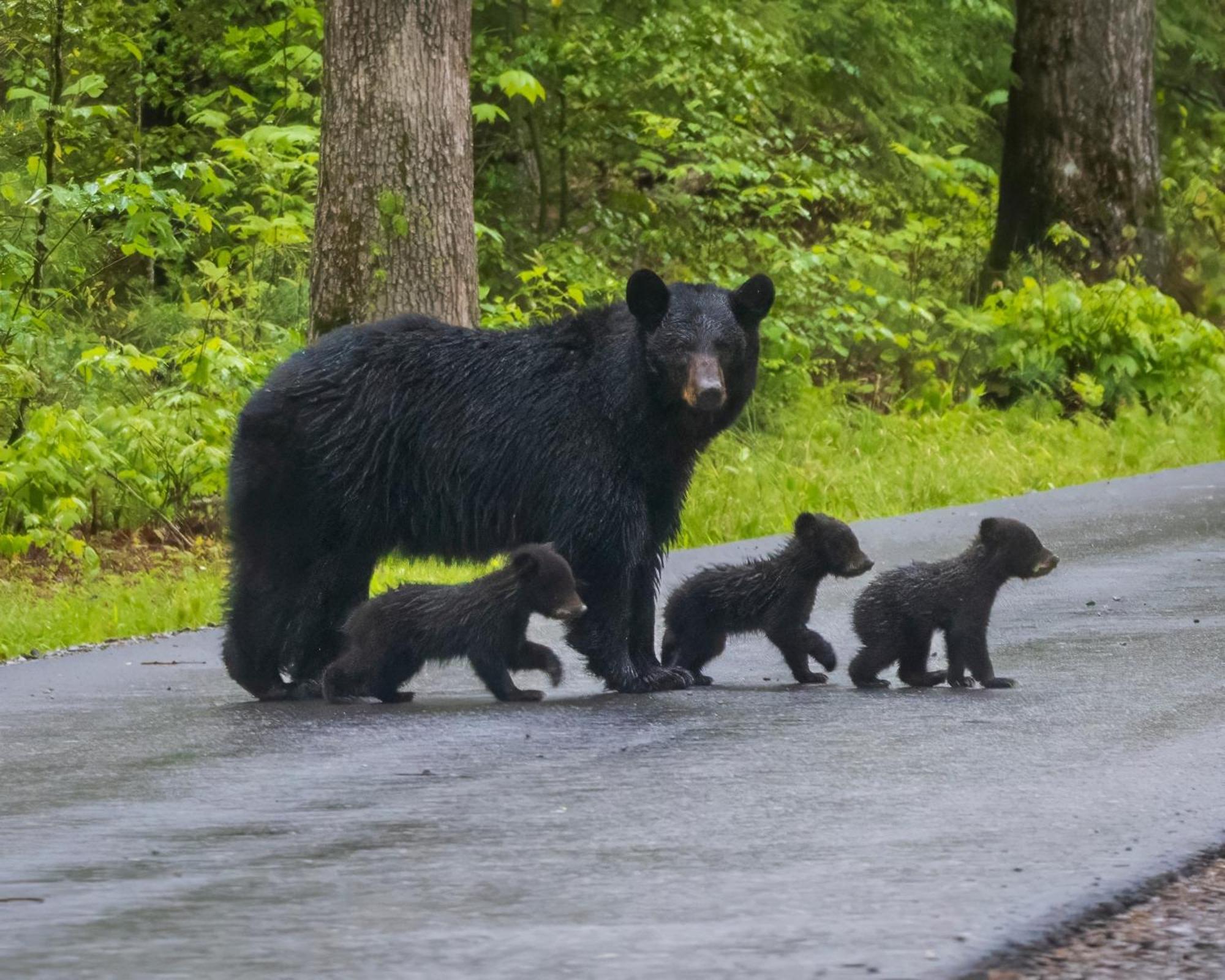 Magical Moments, Hot Tub, Wifi, 1089 Free Tickets Each Paid Day, Dollywood And More Gatlinburg Exteriér fotografie